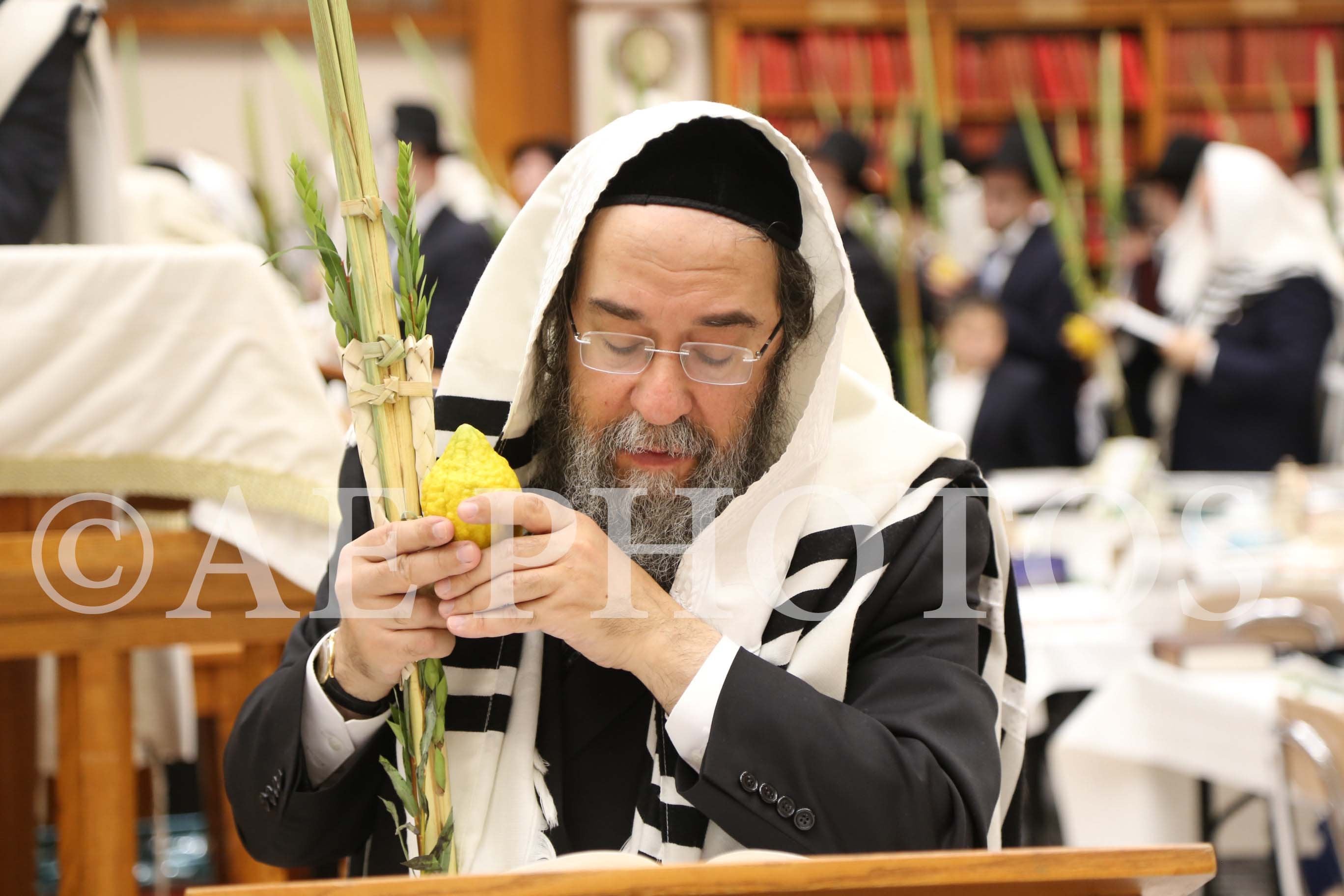 Rav Shlomo Halioua Lulav